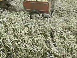 Sweet Corn Harvester and Dump Cart Stock Footage