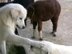 HD 1080i Great Pyrenees Dogs Clowning Around Stock Footage