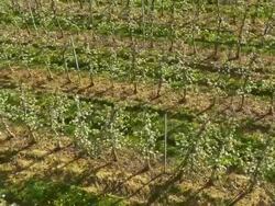 AERIAL Apple orchard in the countryside Stock Footage