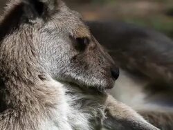 Video of Kangaroo on the grass Stock Footage