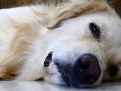 Sleepy Golden Retriever Dog Stock Footage