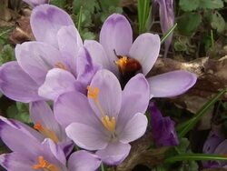 HD: Bumblebee Stock Footage