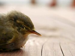 Small Bird Breathing Stock Footage