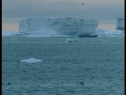 WA large iceberg in sea, Adelie Penguins, Pygoscelis adeliae, leaping through water, Antarctica Stock Footage