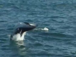 Dusky Dolphin (Lagenorhynchus obscurus) cartwheels out of water, Kaikoura, New Zealand Stock Footage