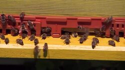 Bees that have perfect sense of smell being trained to detect landmines News Clip