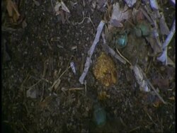 MS top shot of four Dung beetles rolling two dung balls, Bandhavgarh National Park, India Stock Footage