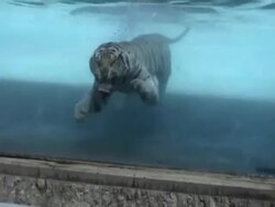 MEET THE CAT THAT'S NOT AFRAID OF TAKING A DIP Stock Footage