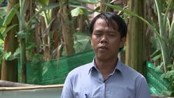 Farmed field frogs in Cambodia are fighting crop pests the organic way Instructional Video