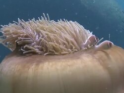 Anemone and clownfish, Mayne Rock, Sabah Stock Footage