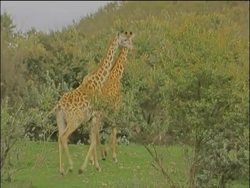 Geothermal energy plant set inside of national park News Clip