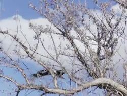MS TS Bald Eagle flies overhead / Boise, Idaho, United States Stock Footage