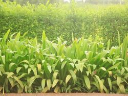 Small shrubs. Stock Footage