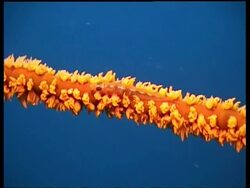 Whip Goby Fish on orange Coral branch against blue water in background, Mabul, Borneo, Malaysia Stock Footage