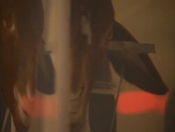 Pan left across body of first cloned Iranian lamb in suspension in glass case, Royan institute, Esfahan, Iran(sound available) Stock Footage