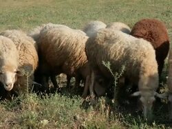 Sheeps graze in a pasture Stock Footage