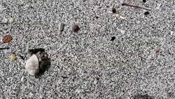 crab in a snail walking in the sand Stock Footage