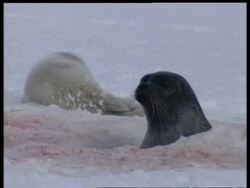 CU seal and pup, adults head above ice, pup on ice, adult climbs out of hole, Arctic Circle Stock Footage