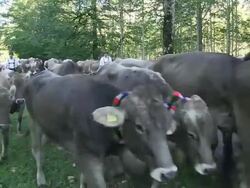 MS Ceremonial driving down of cattle from mountain pastures into forest in autumn / SchÃƒÂ¶llang, Bavaria, Germany Stock Footage