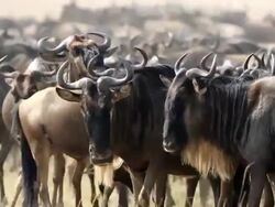 Great Wildebeest Migration in Kenya Stock Footage
