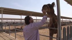 Camel milk products set to go global News Clip