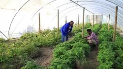 African mentor and his agriculture apprentice inspect crop Stock Footage