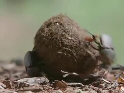 WS TS View of Two Scarab beetles rolling a ball of dung / Pilanesberg, Gauteng, South Africa Stock Footage