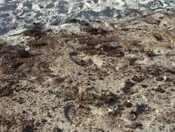 Tarballs Wash Up on Alabama coast Stock Footage