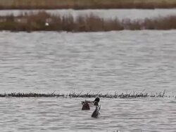 Bird Life At Elmley Marshes Stock Footage