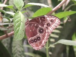 Morpho peleides Stock Footage