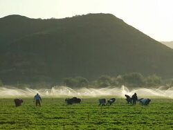MS Shot of farmworkers picking fruit in field in front of sprinkler / Oxnard, California, United States Stock Footage