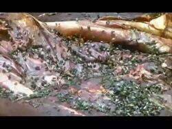 Flies on carcass, Nagarahole, Southern India Stock Footage