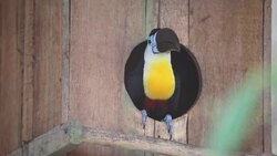 Bird Keel Billed Toucan Stock Footage