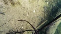 Frog Swimming Underwater Stock Footage