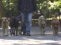 Dogs being walked in park, New York City, USA Stock Footage