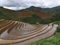 terraced rice field in Mu Chang Chai, Vietnam Stock Footage