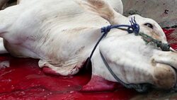 GRAPHIC: Muslims Celebrate Eid Al-Adha In Indonesia Stock Footage