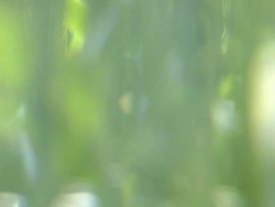 Grass Straw Background Stock Footage