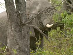 MS Elephants browsing and grazing / Okavango Delta, North West District, Botswana Stock Footage