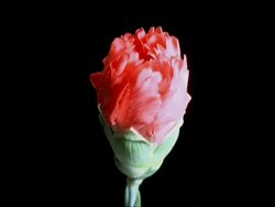 T/L flower - BCU bud opening to red Carnation, black background Stock Footage