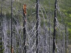 Dead Trees in Damaged Forest Tilt up Stock Footage