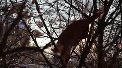 Cat on tree Stock Footage