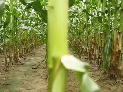 HD DOLLY: Corn Stems Stock Footage