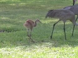 Sandhill Crane Family Stock Footage