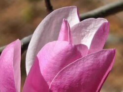 Magnolia blossom Stock Footage
