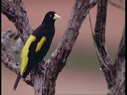 CU Male cacique in tree, looking alert, South America Stock Footage