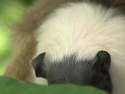 Close Up hand-held - A Pied Tamarin eats while sitting on a tree branch / South America, Brazil Stock Footage
