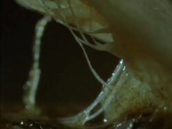 Time lapse - BCU Blepharis seed germinating Stock Footage