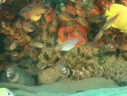 MS Shot of Geometric moray eel lying in rock crevice covering with coral and sponges / Matola, Maputo, Mozambique Stock Footage