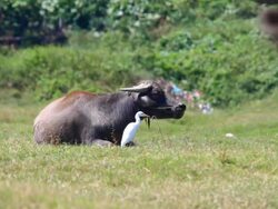 Buffalo and egret Stock Footage